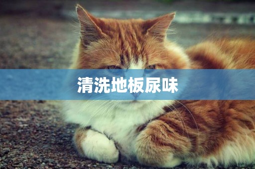 清洗地板尿味