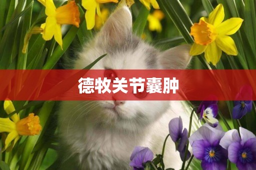 德牧關節囊腫