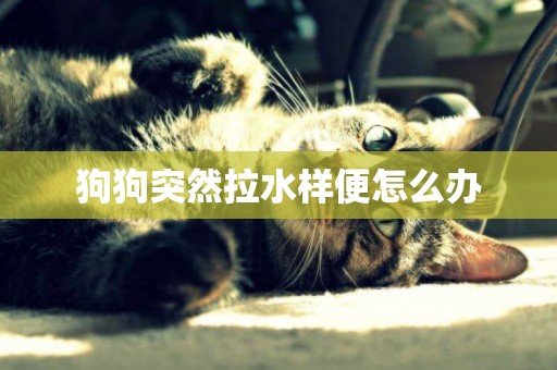 狗狗突然拉水樣便怎么辦