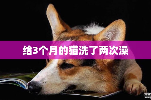 給3個月的貓洗了兩次澡