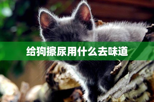 給狗擦尿用什么去味道