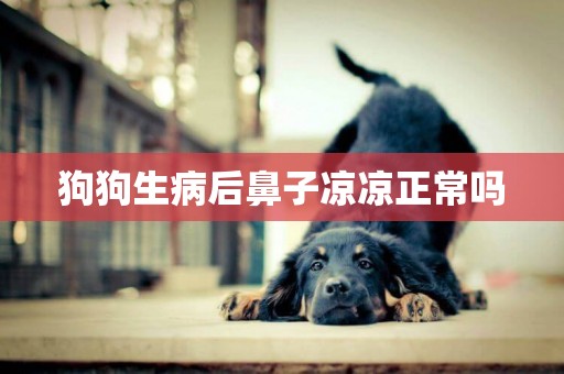 狗狗生病后鼻子涼涼正常嗎