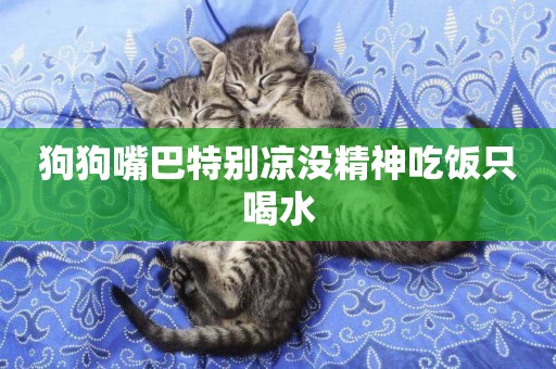 狗狗嘴巴特別涼沒精神吃飯只喝水