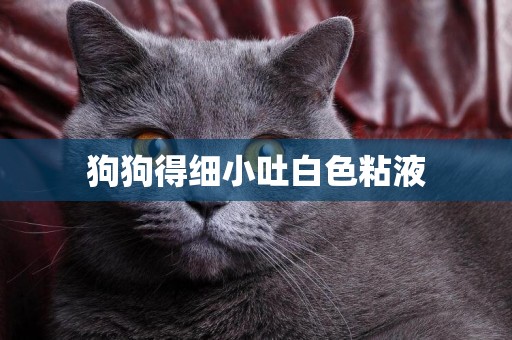 狗狗得細小吐白色粘液