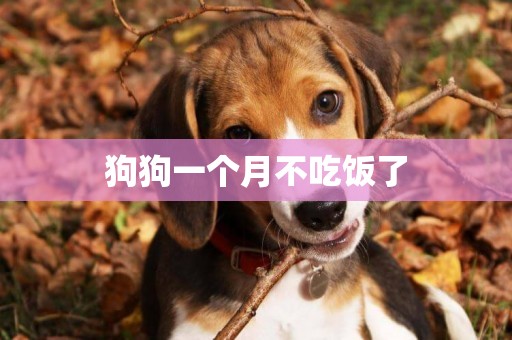 狗狗一個月不吃飯了