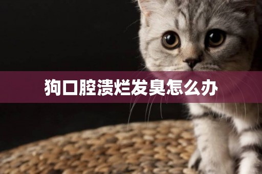 狗口腔潰爛發臭怎么辦