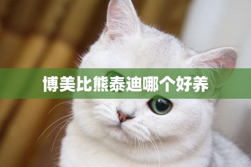 博美比熊泰迪哪個好養