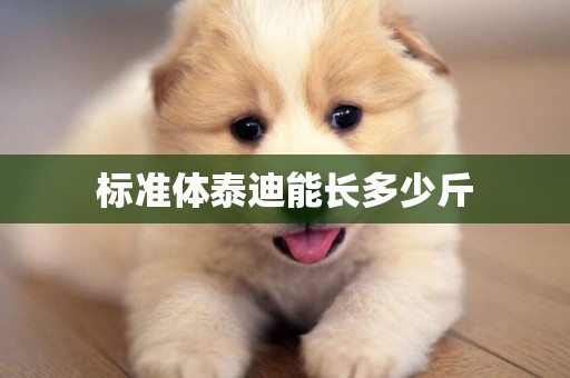 標準體泰迪能長多少斤