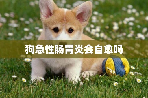 狗急性腸胃炎會自愈嗎