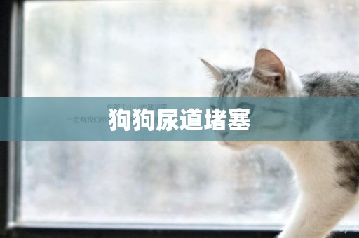 狗狗尿道堵塞