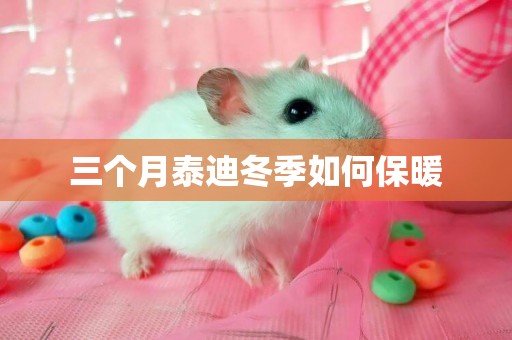 三個月泰迪冬季如何保暖