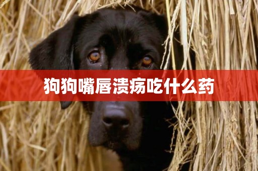 狗狗嘴唇潰瘍吃什么藥
