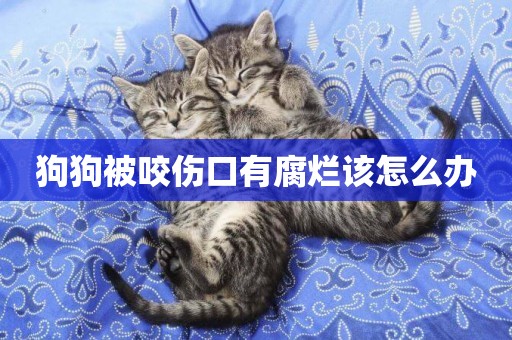 狗狗被咬傷口有腐爛該怎么辦