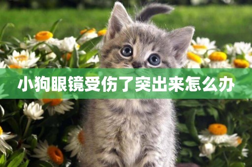 小狗眼鏡受傷了突出來怎么辦