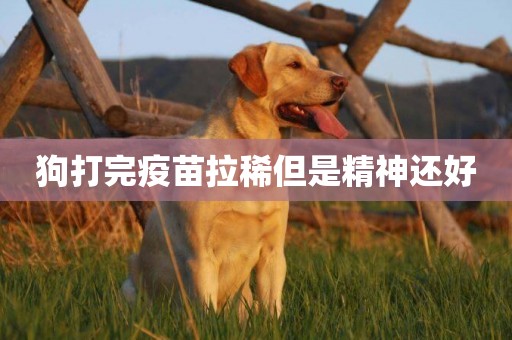 狗打完疫苗拉稀但是精神還好