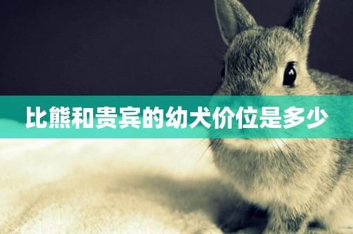 比熊和貴賓的幼犬價位是多少
