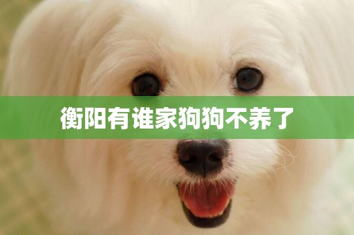 衡陽有誰家狗狗不養了