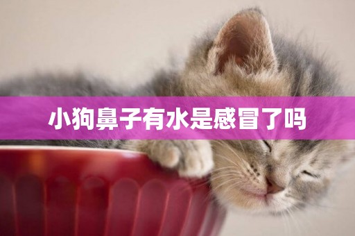 小狗鼻子有水是感冒了嗎