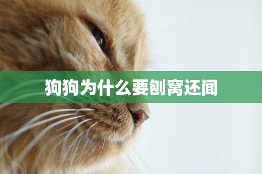 狗狗為什么要刨窩還聞