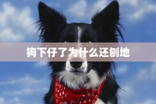 狗下仔了為什么還刨地