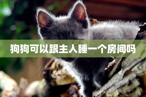 狗狗可以跟主人睡一個房間嗎
