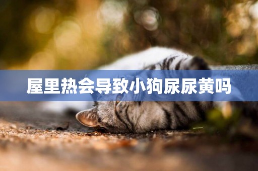 屋里熱會導致小狗尿尿黃嗎