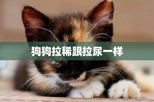 狗狗拉稀跟拉尿一樣