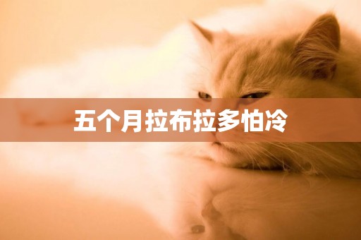 五個月拉布拉多怕冷