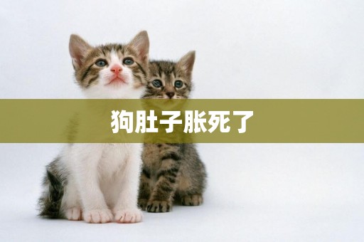 狗肚子脹死了