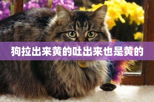 狗拉出來黃的吐出來也是黃的