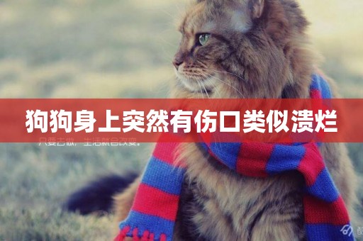 狗狗身上突然有傷口類似潰爛