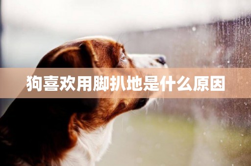 狗喜歡用腳扒地是什么原因