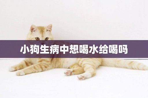 小狗生病中想喝水給喝嗎