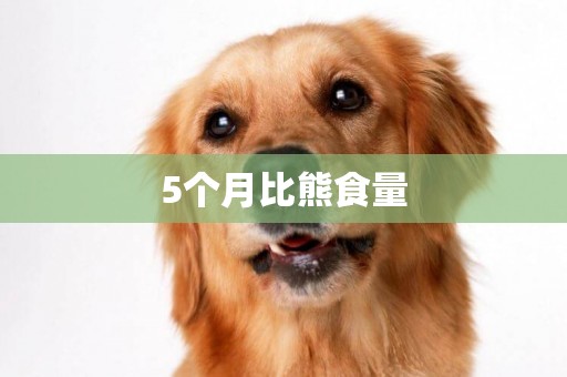5個月比熊食量