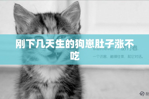 剛下幾天生的狗崽肚子漲不吃