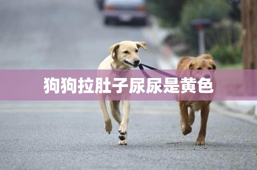 狗狗拉肚子尿尿是黃色