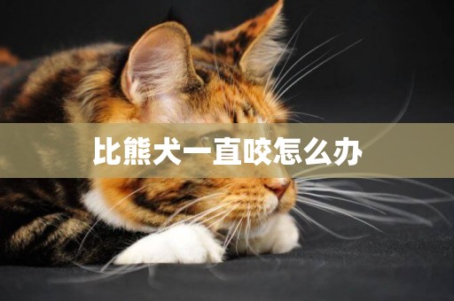 比熊犬一直咬怎么辦