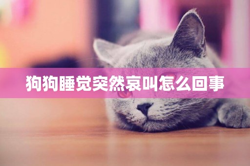 狗狗睡覺突然哀叫怎么回事