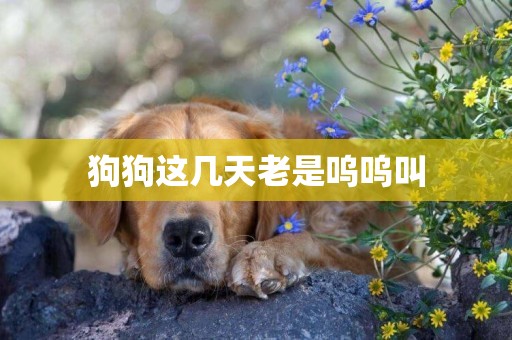 狗狗這幾天老是嗚嗚叫