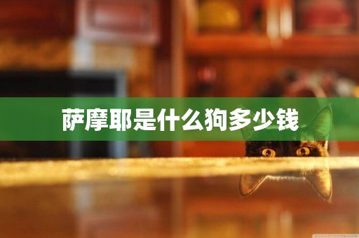 薩摩耶是什么狗多少錢