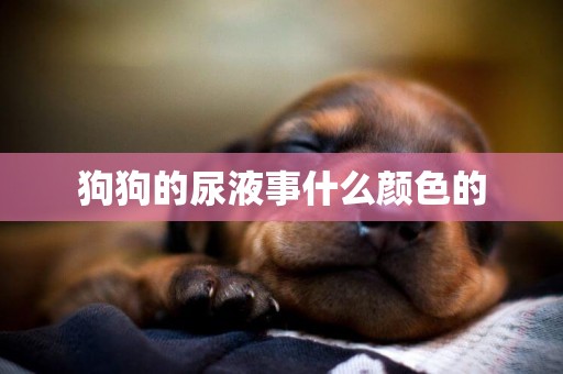 狗狗的尿液事什么顏色的