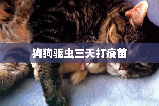狗狗驅蟲三天打疫苗