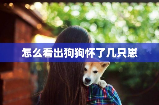 怎么看出狗狗懷了幾只崽