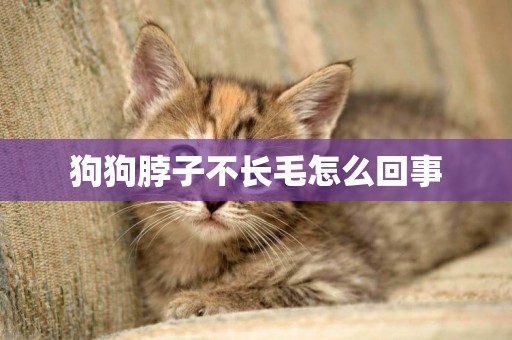 狗狗脖子不長毛怎么回事