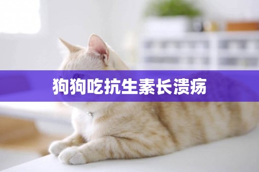 狗狗吃抗生素長潰瘍