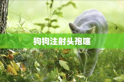 狗狗注射頭孢噻