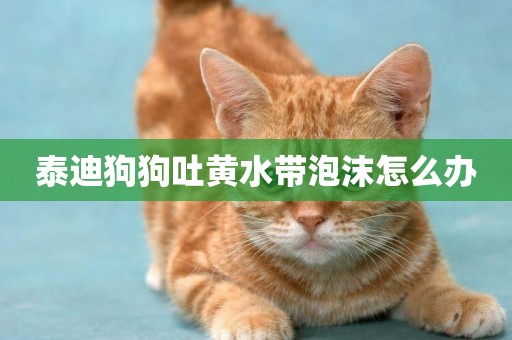 泰迪狗狗吐黃水帶泡沫怎么辦