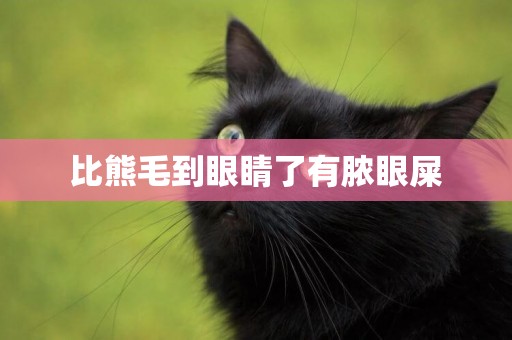 比熊毛到眼睛了有膿眼屎