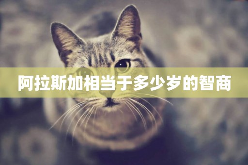 阿拉斯加相當于多少歲的智商
