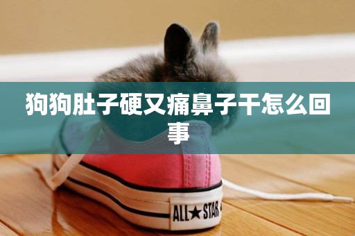 狗狗肚子硬又痛鼻子干怎么回事